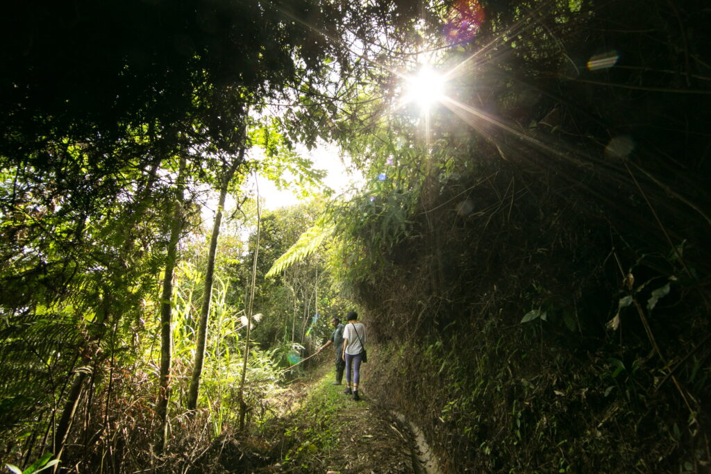 Nature Walk at Cameron Highlands